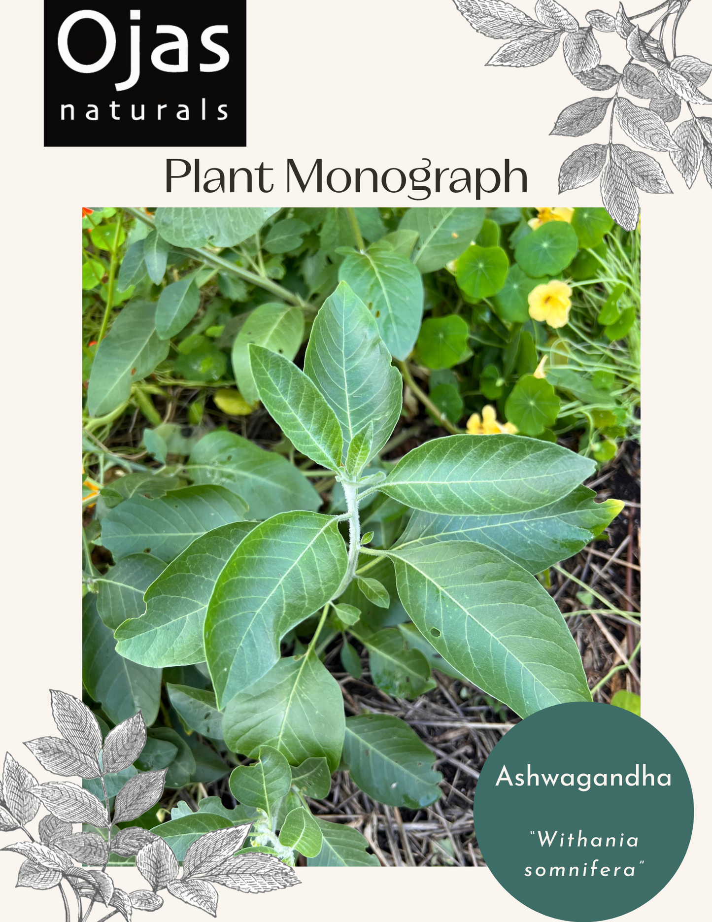 Ashwagandha - Plant Monograph ebook