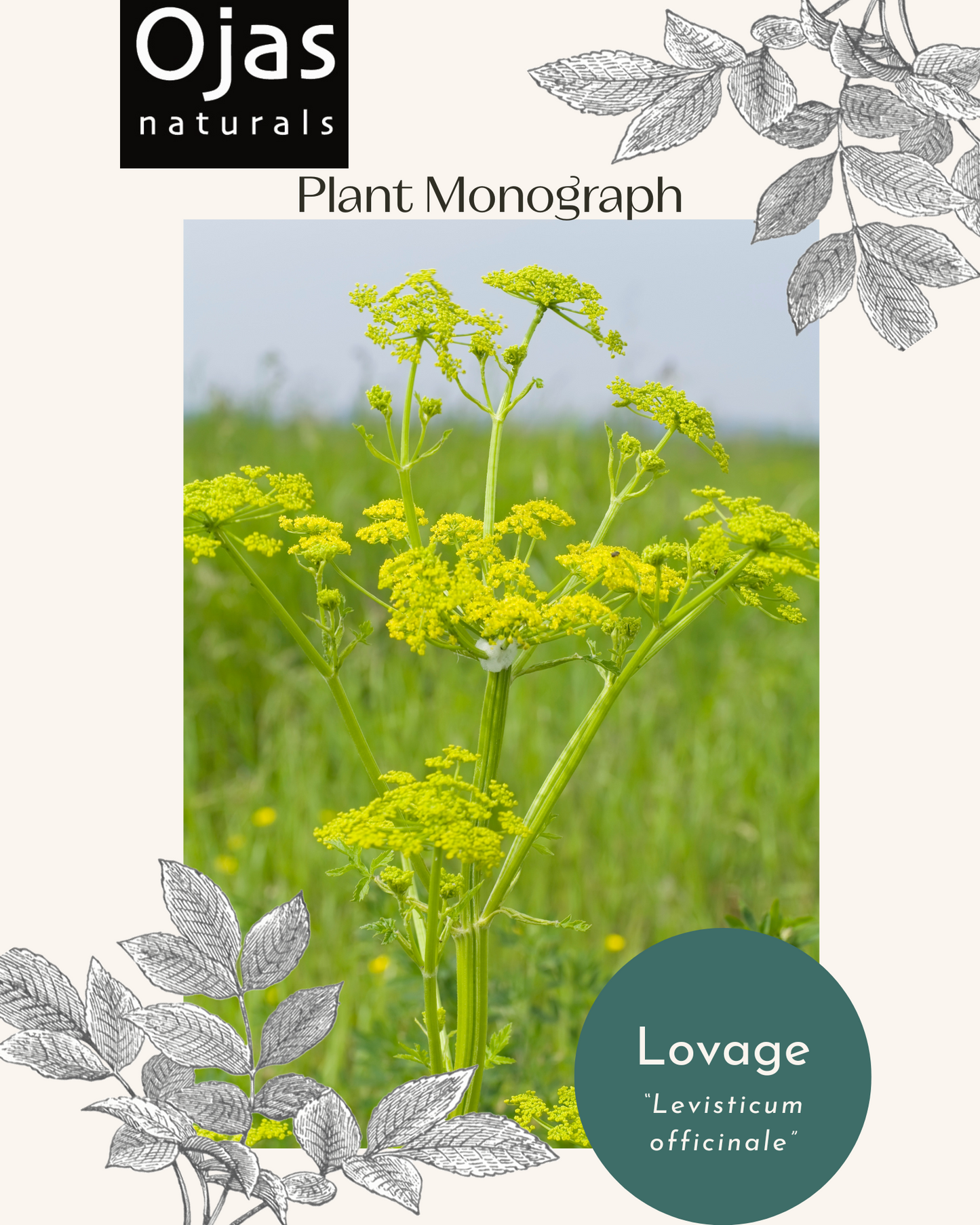 Lovage - Plant Monograph ebook