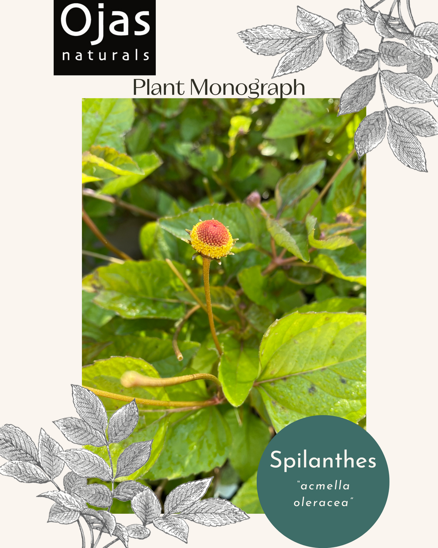 Spilanthes- Plant Monograph ebook