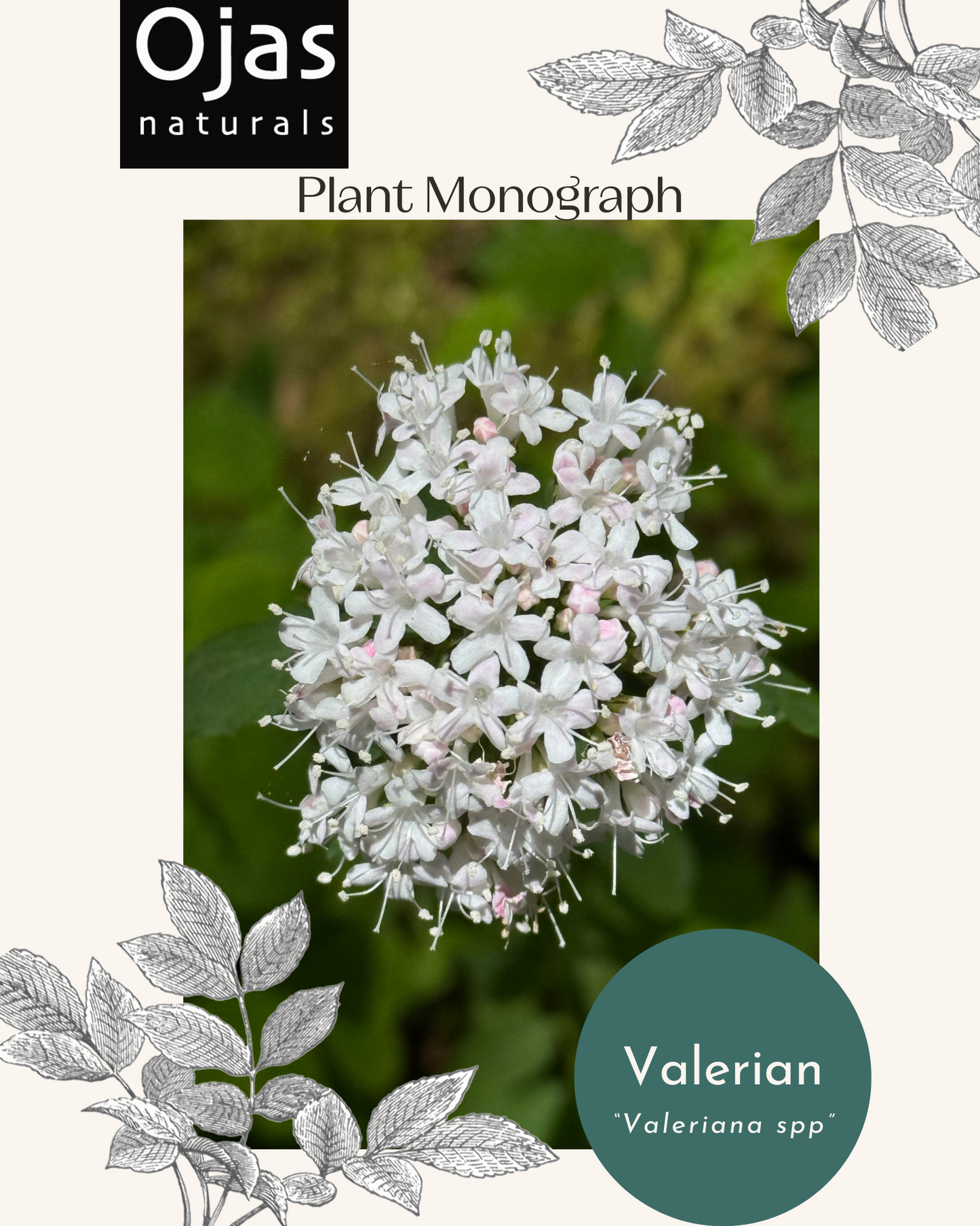 Valerian- Plant Monograph ebook