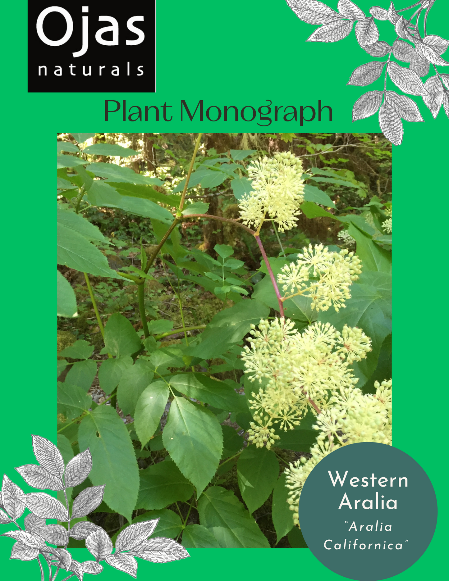 Western Aralia- Plant Monograph ebook