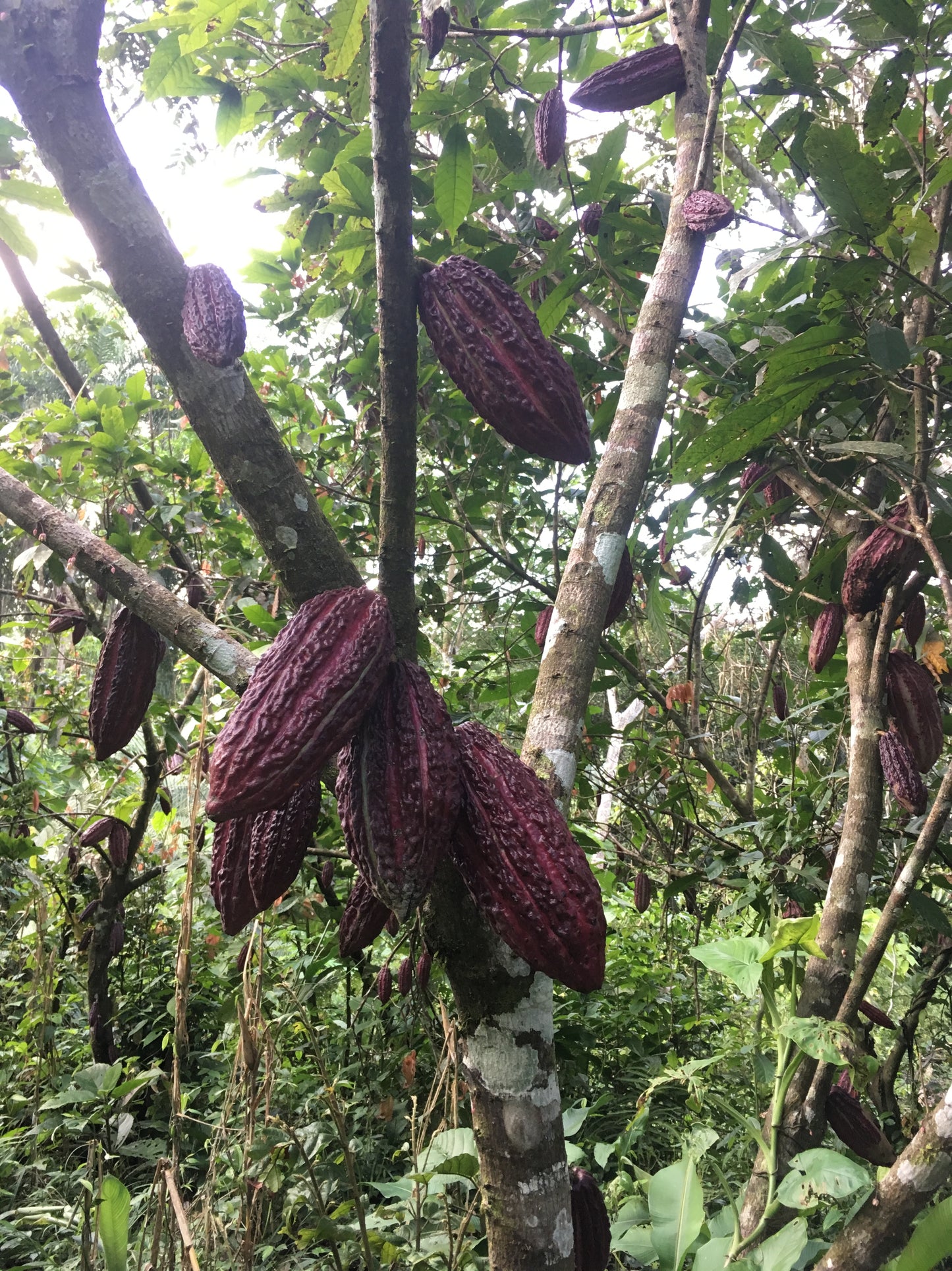 Raw Cacao Honey Extract