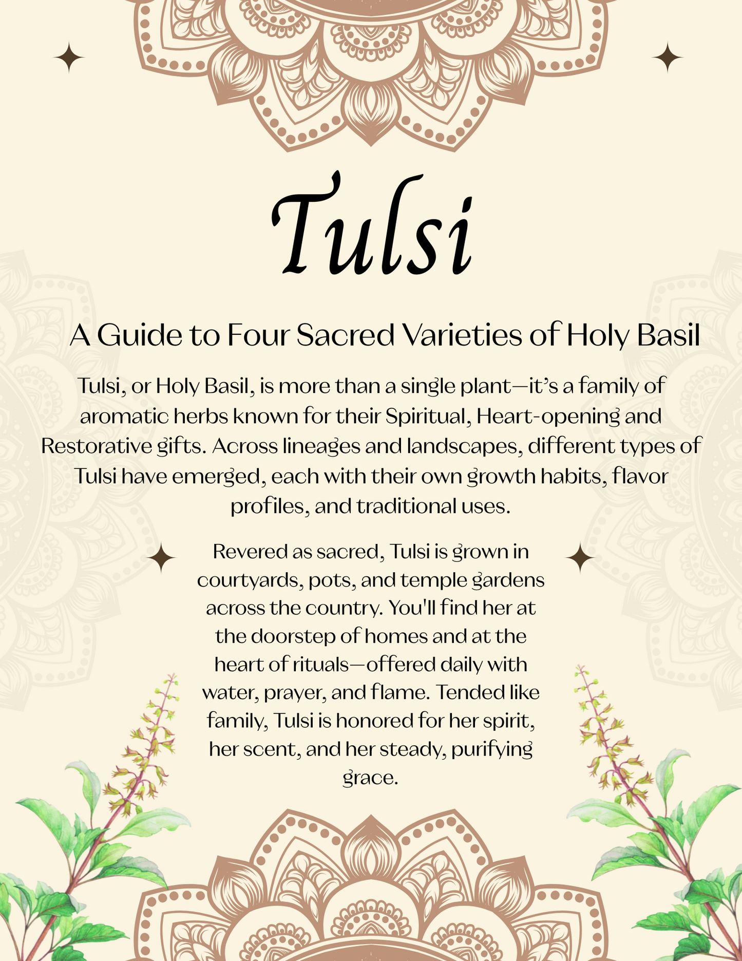 A Guide to Four Sacred Varieties of Holy Basil