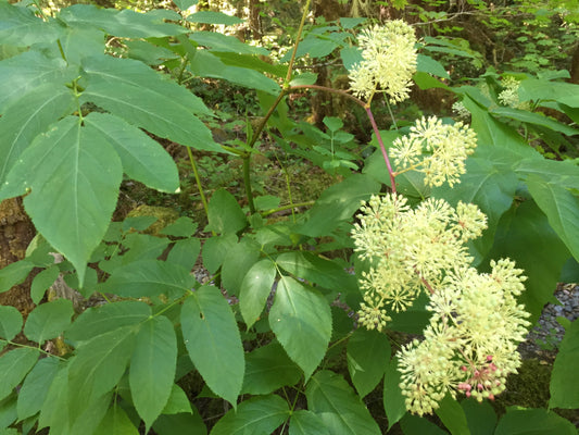 Western Aralia: “Ginseng for the Lungs”