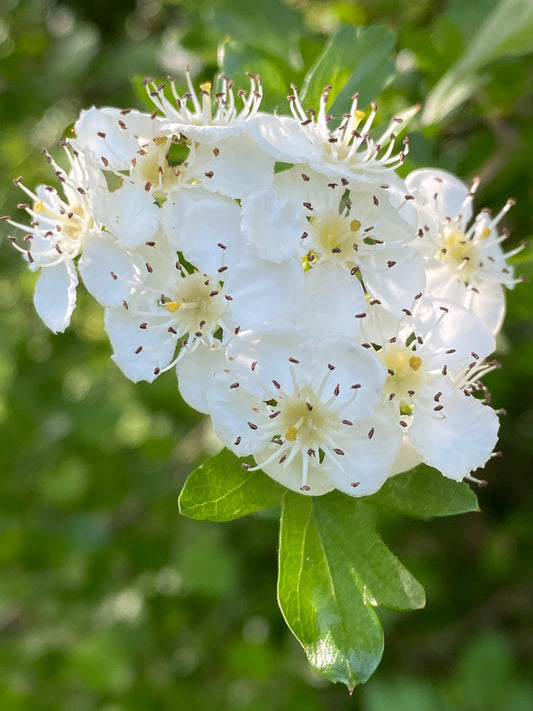 -Hawthorn Magic-