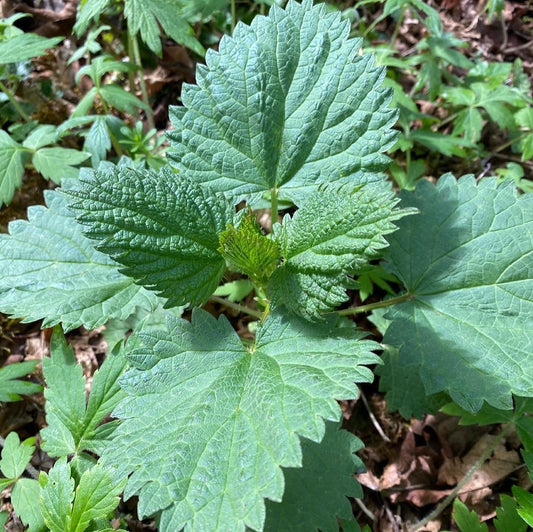 Embracing the Viriditas: The Green Power of Wild Spring Greens