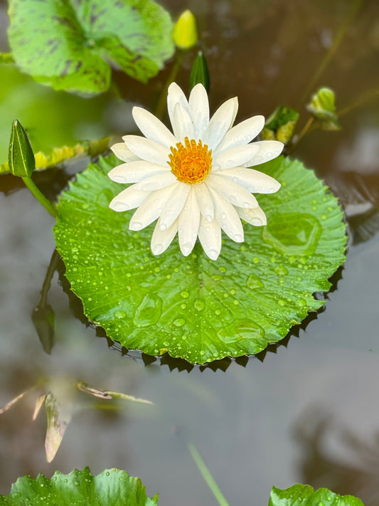 Cultivating Resilience: Through Herbs & Daily Practices