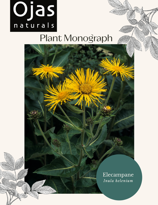 Elecampane Monograph