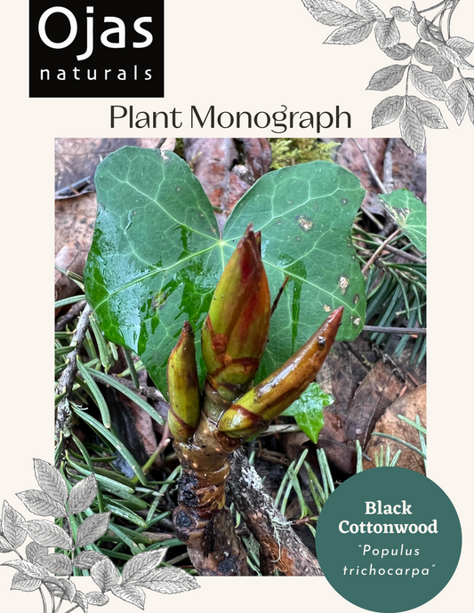 Black Cottonwood - Plant Monograph ebook