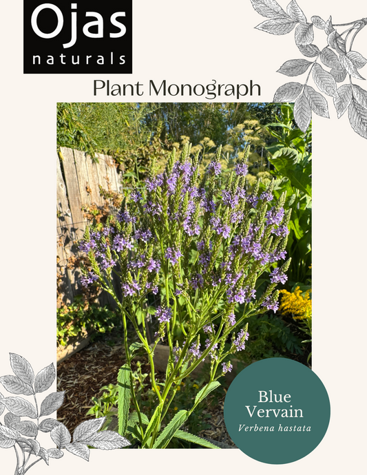 Blue Vervain - Plant Monograph ebook