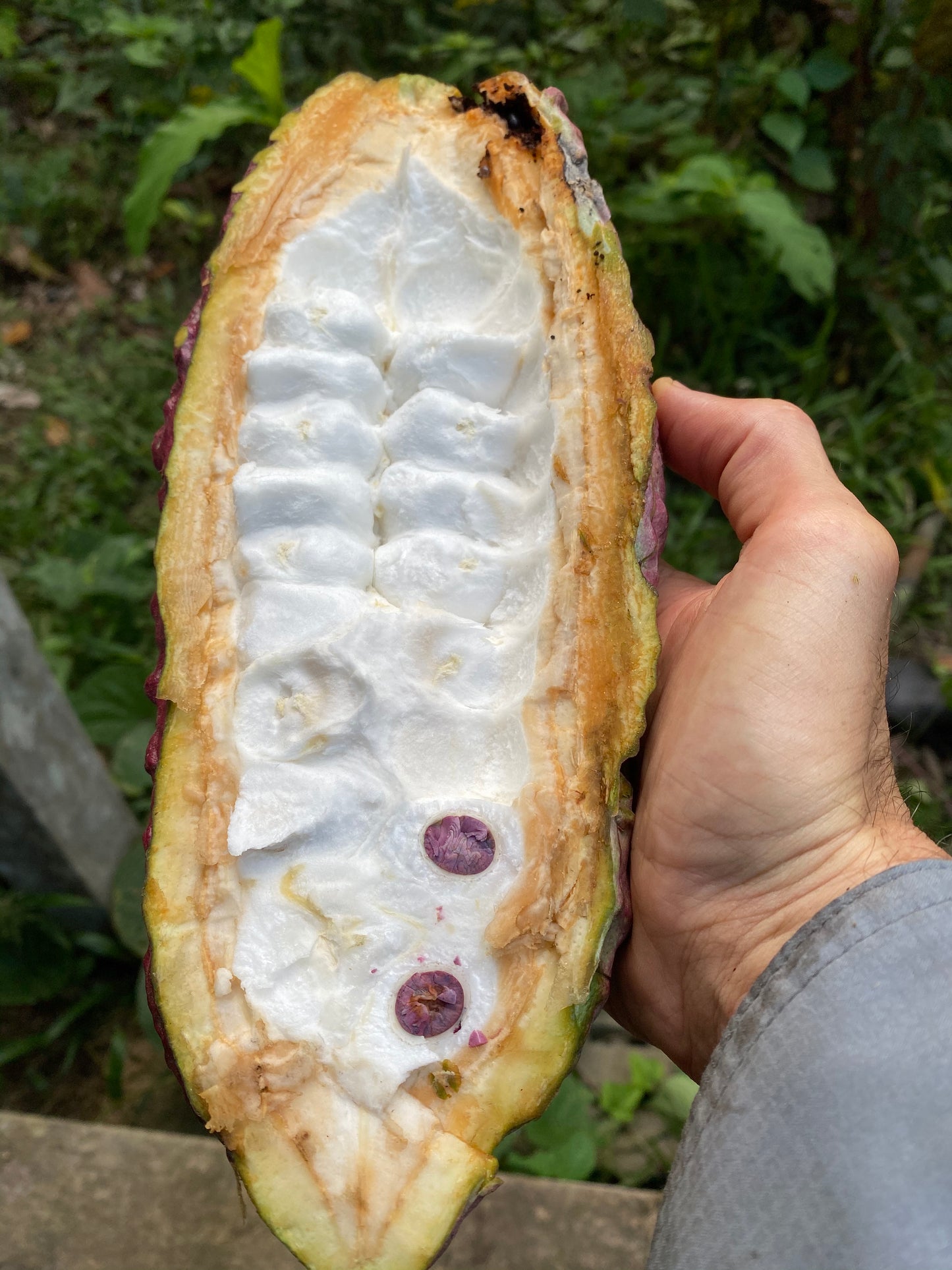 Raw  Cacao Honey Extract