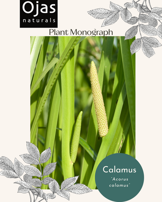 Calamus - Plant Monograph ebook