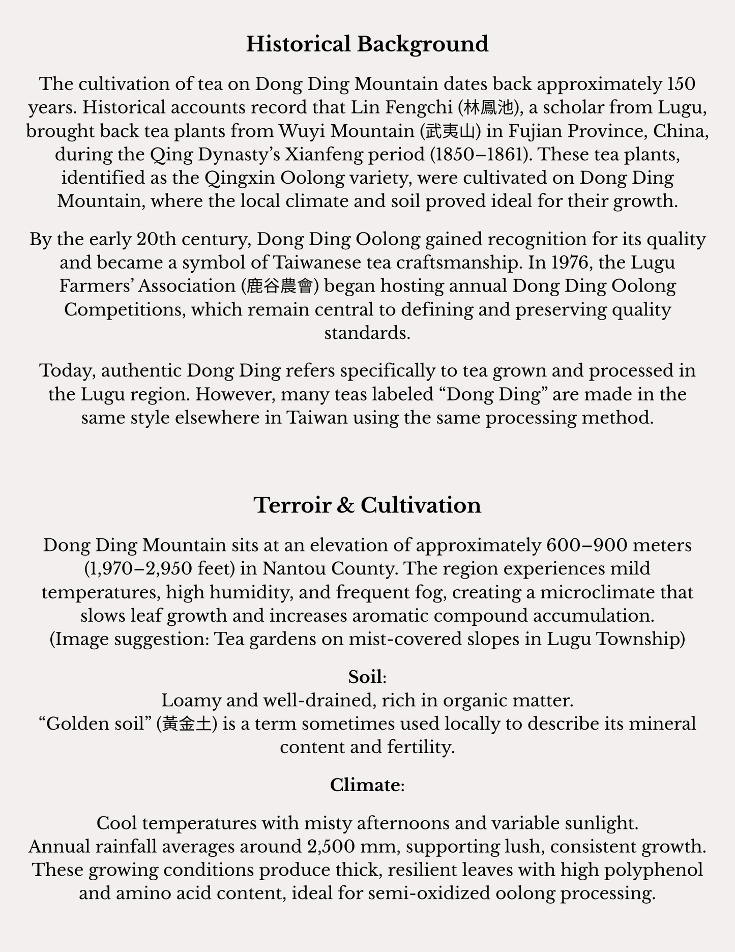 Dong Ding Oolong Monograph