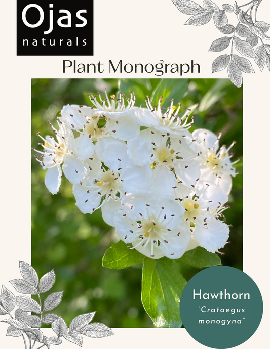 Hawthorn - Plant Monograph ebook