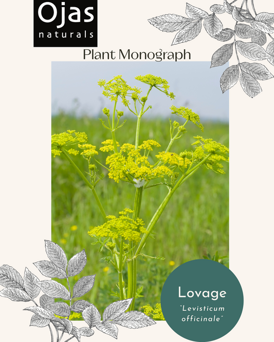 Lovage - Plant Monograph ebook