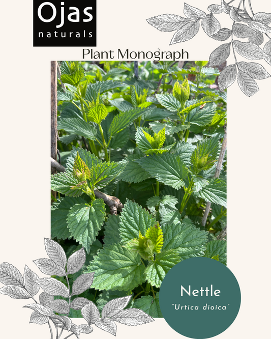 Nettle - Plant Monograph ebook
