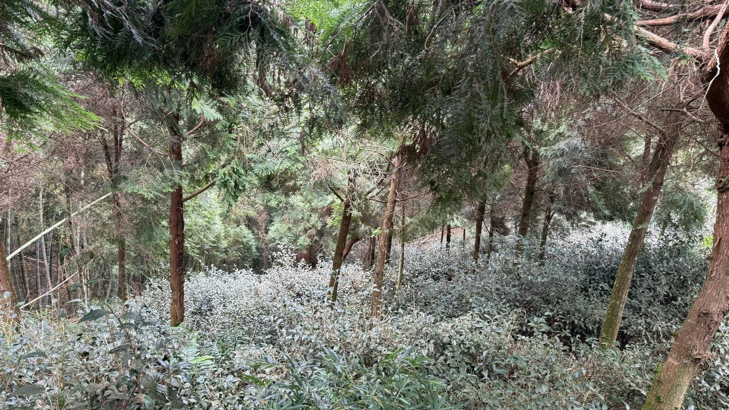 Yan Yun — Wuyi-Style Oolong from Shin Cheng’s Wild Forest Phoenix Garden 50g pouches