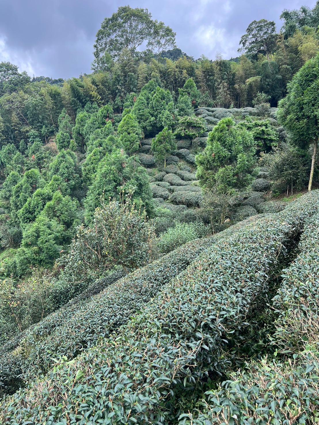 Yan Yun — Wuyi-Style Oolong from Shin Cheng’s Wild Forest Phoenix Garden 50g pouches