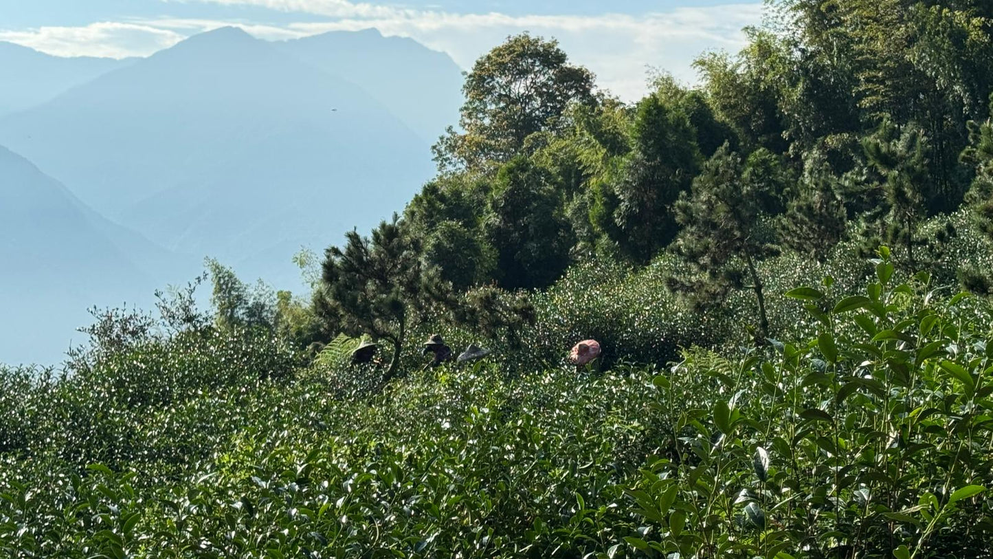 Yan Yun — Wuyi-Style Oolong from Shin Cheng’s Wild Forest Phoenix Garden 50g pouches