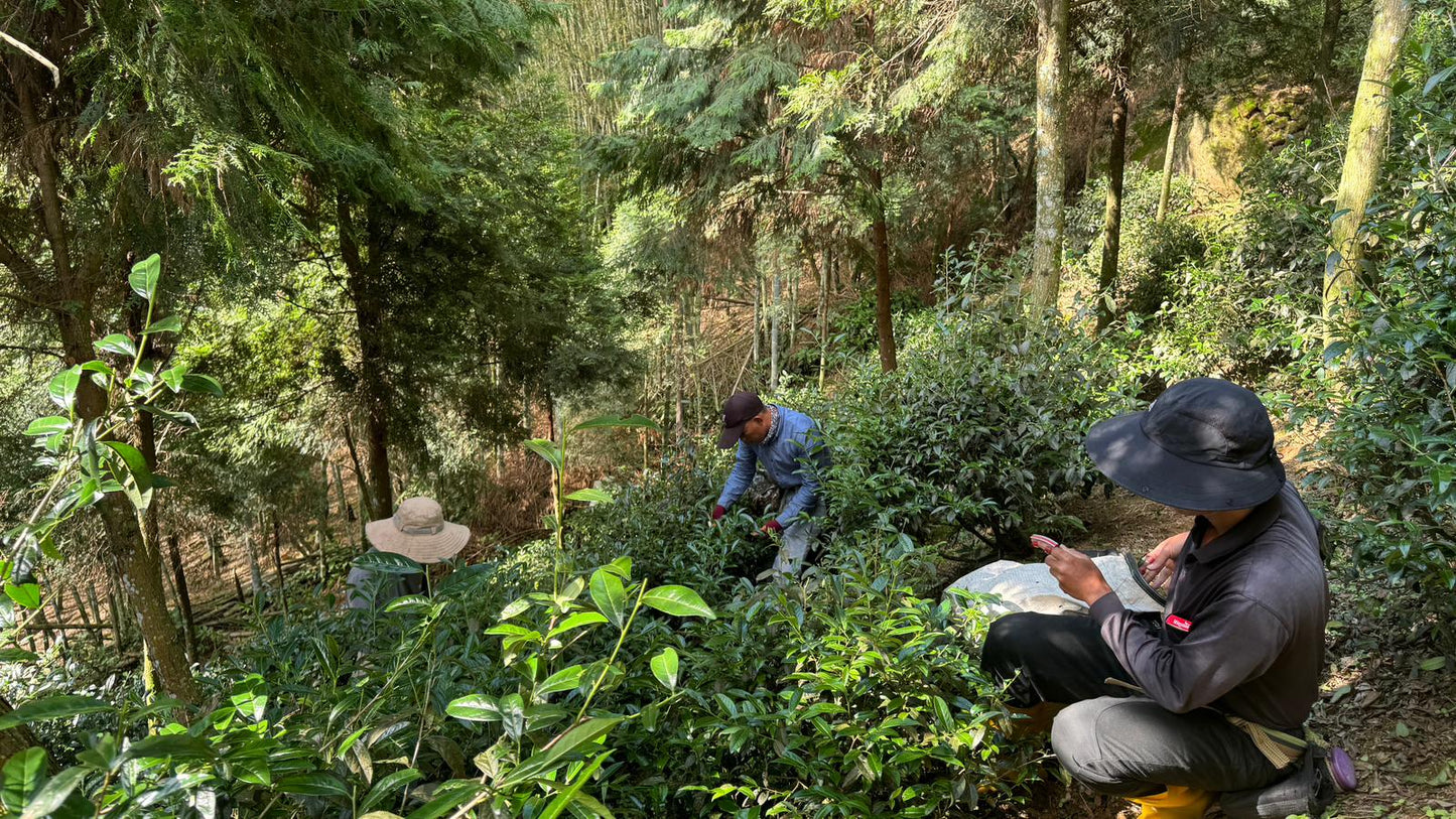 Yan Yun — Wuyi-Style Oolong from Shin Cheng’s Wild Forest Phoenix Garden 50g pouches