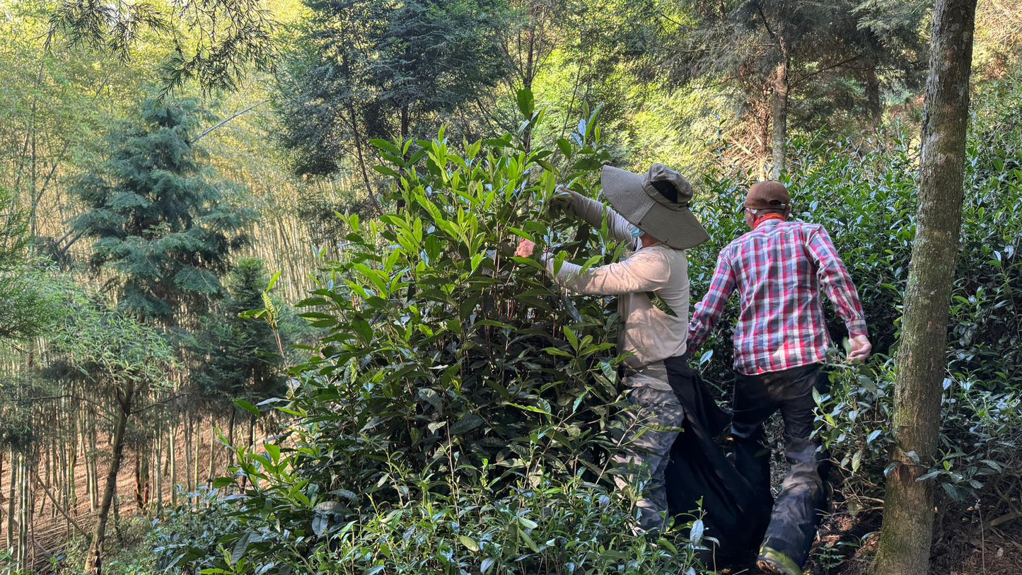 Yan Yun — Wuyi-Style Oolong from Shin Cheng’s Wild Forest Phoenix Garden 50g pouches