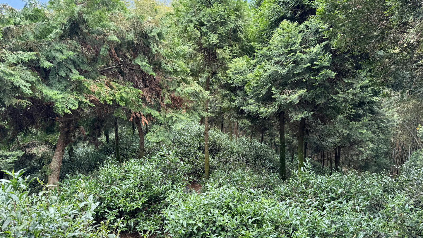 Yan Yun — Wuyi-Style Oolong from Shin Cheng’s Wild Forest Phoenix Garden 50g pouches