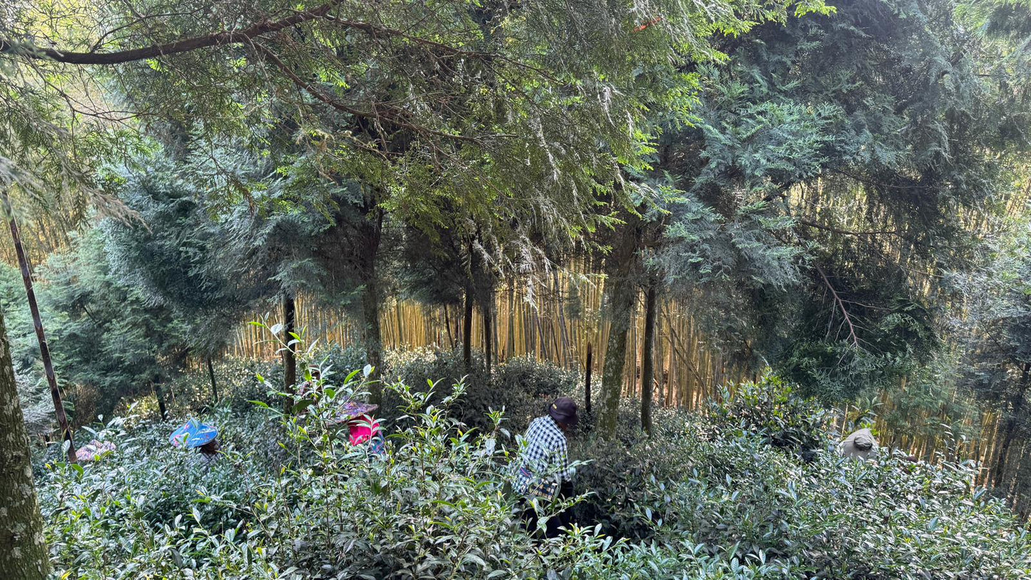 Yan Yun — Wuyi-Style Oolong from Shin Cheng’s Wild Forest Phoenix Garden 50g pouches