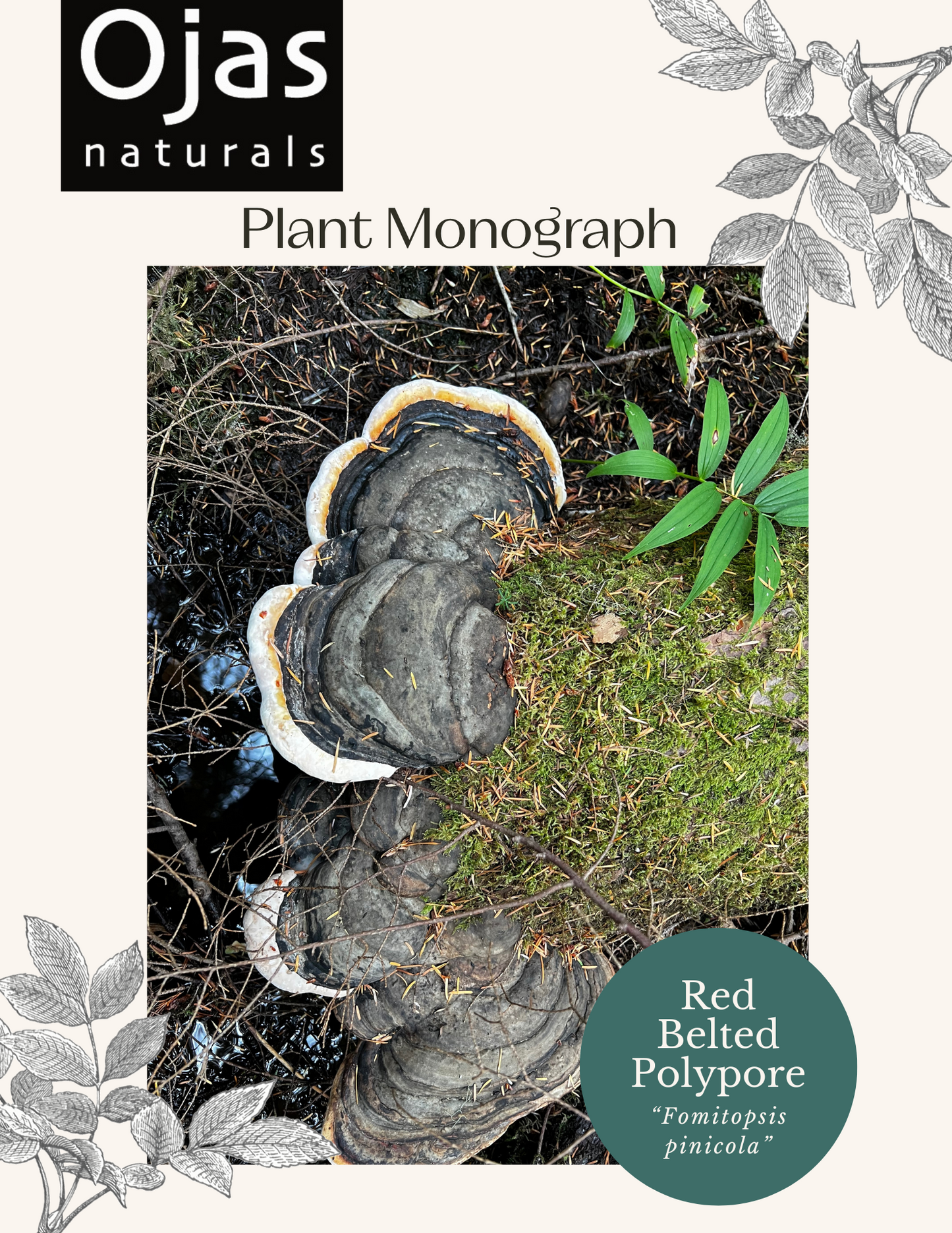 Red Belted Polypore- Plant Monograph ebook