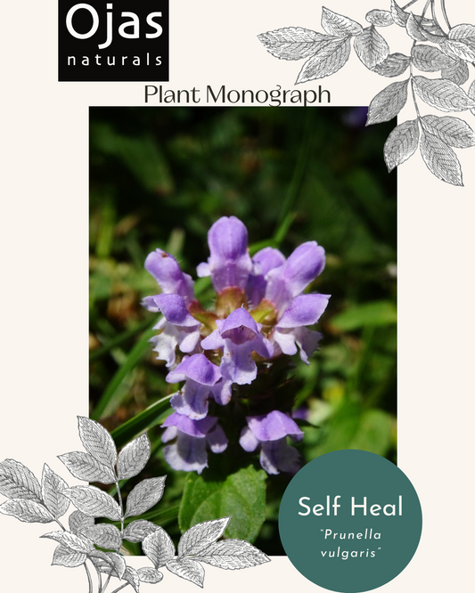 Self Heal- Plant Monograph ebook