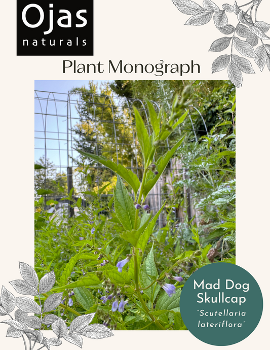 Mad Dog Skullcap - Plant Monograph ebook