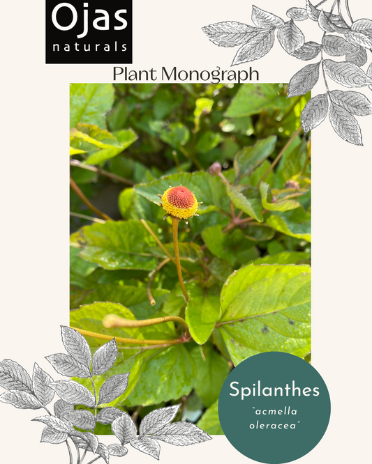 Spilanthes- Plant Monograph ebook