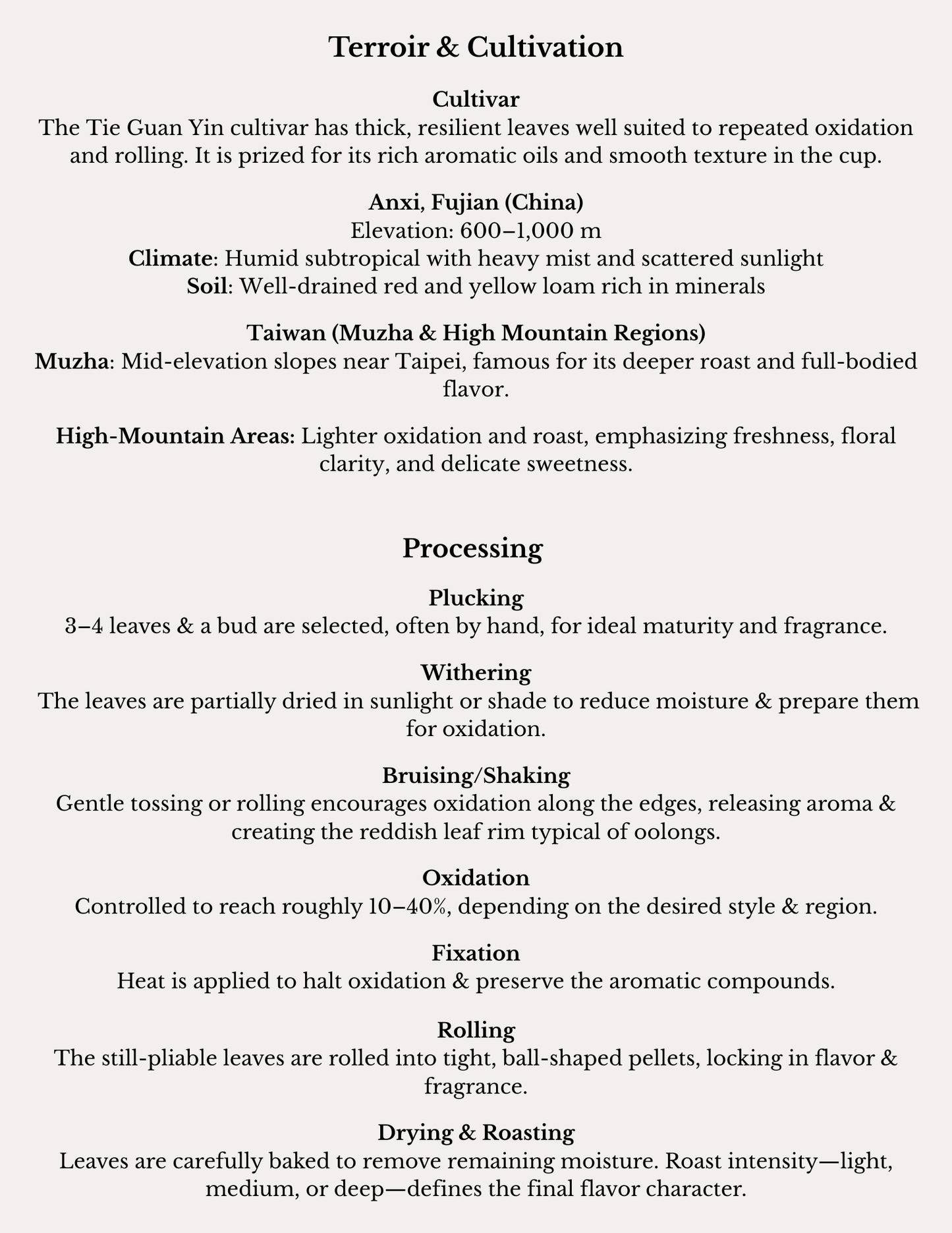 Tie Guan Yin "Iron Goddess" Tea Monograph