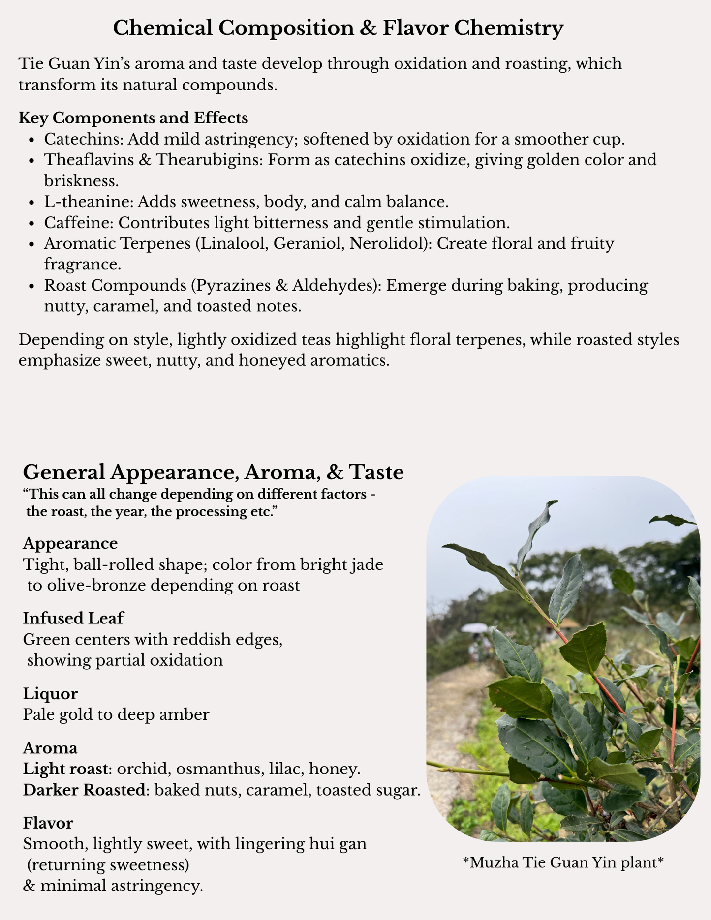 Tie Guan Yin "Iron Goddess" Tea Monograph