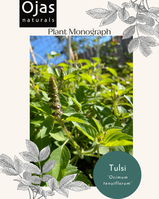 Tulsi- Plant Monograph ebook