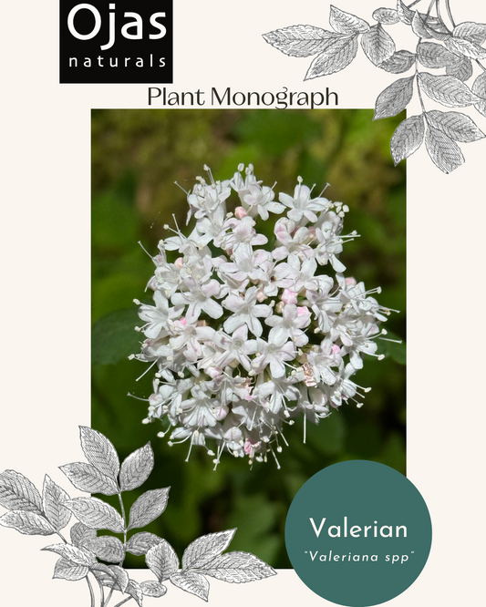 Valerian- Plant Monograph ebook