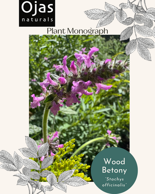 Wood Betony- Plant Monograph ebook